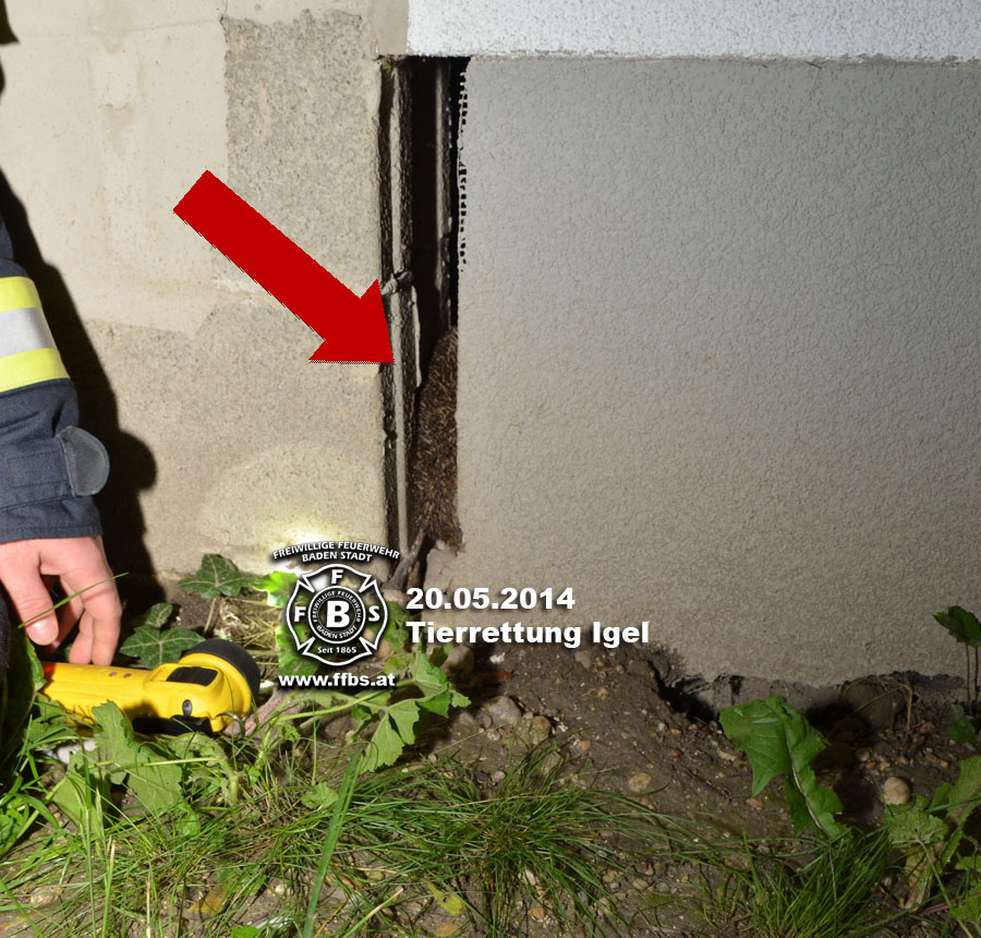 20.05.2014 - Tierrettung Igel