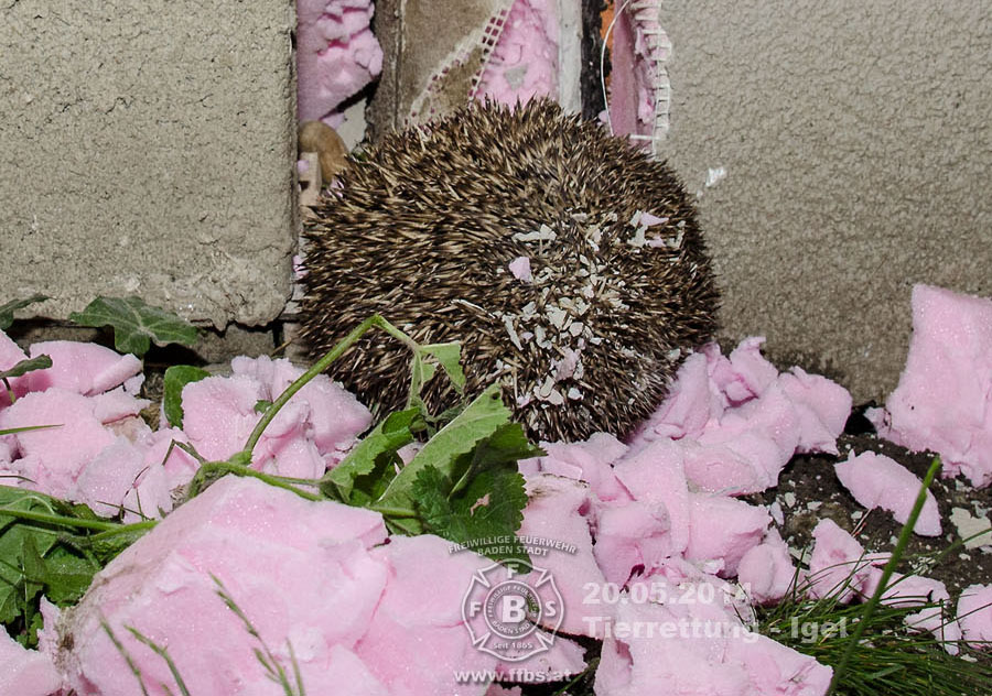 20.05.2014 - Tierrettung Igel