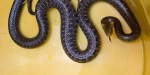 2014-07-30_tierrettung_004