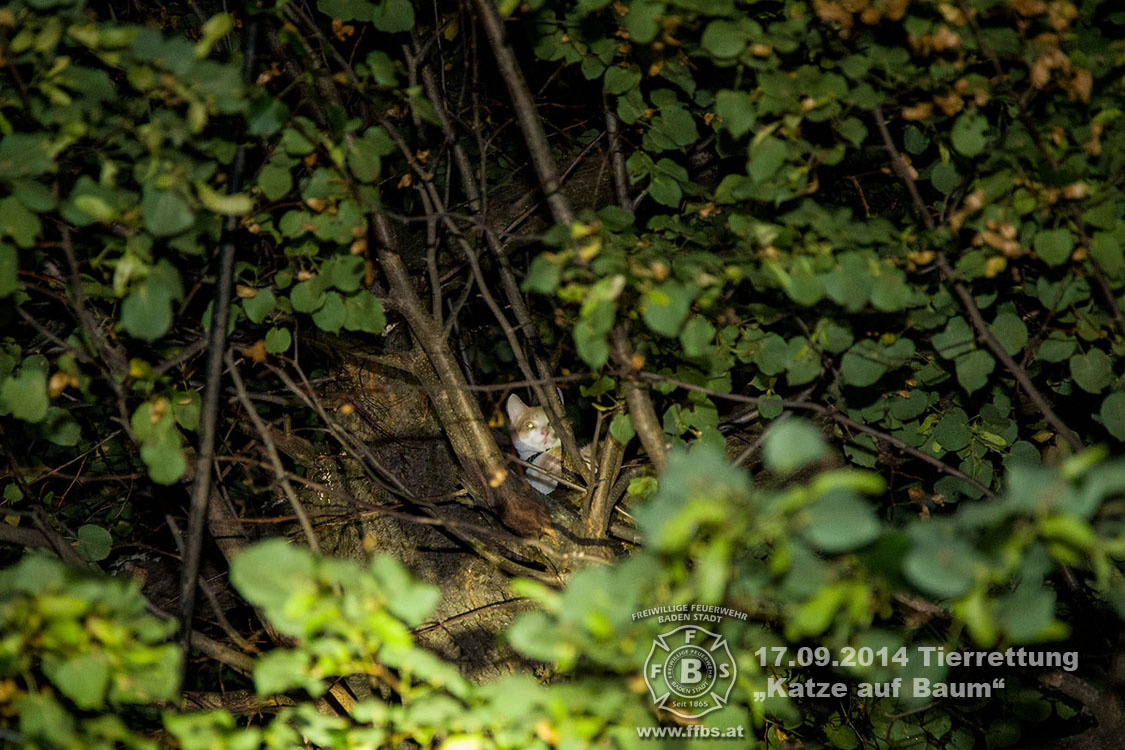2014.09.17 Tierrettung - Katze auf Baum