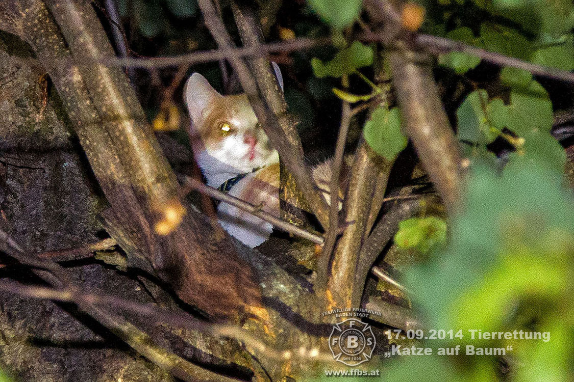 2014.09.17 Tierrettung - Katze auf Baum