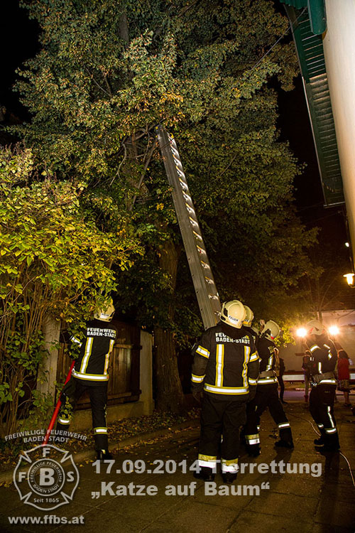2014.09.17 Tierrettung - Katze auf Baum