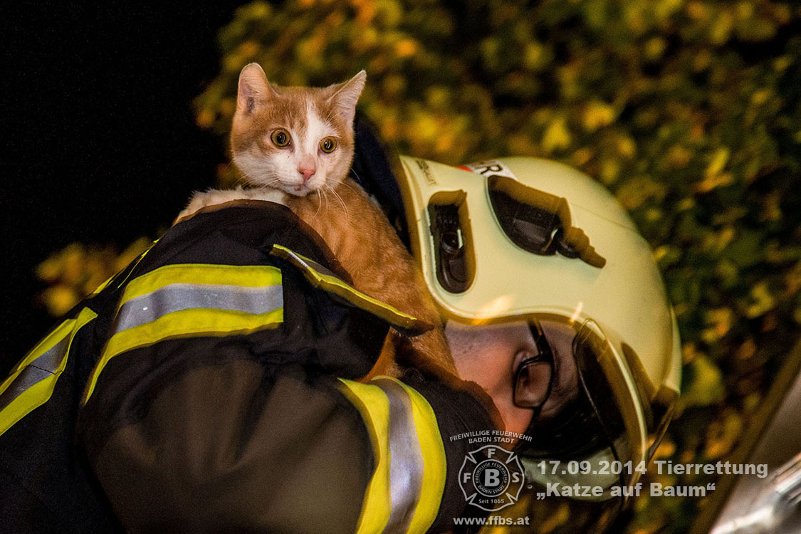2014.09.17 Tierrettung - Katze auf Baum
