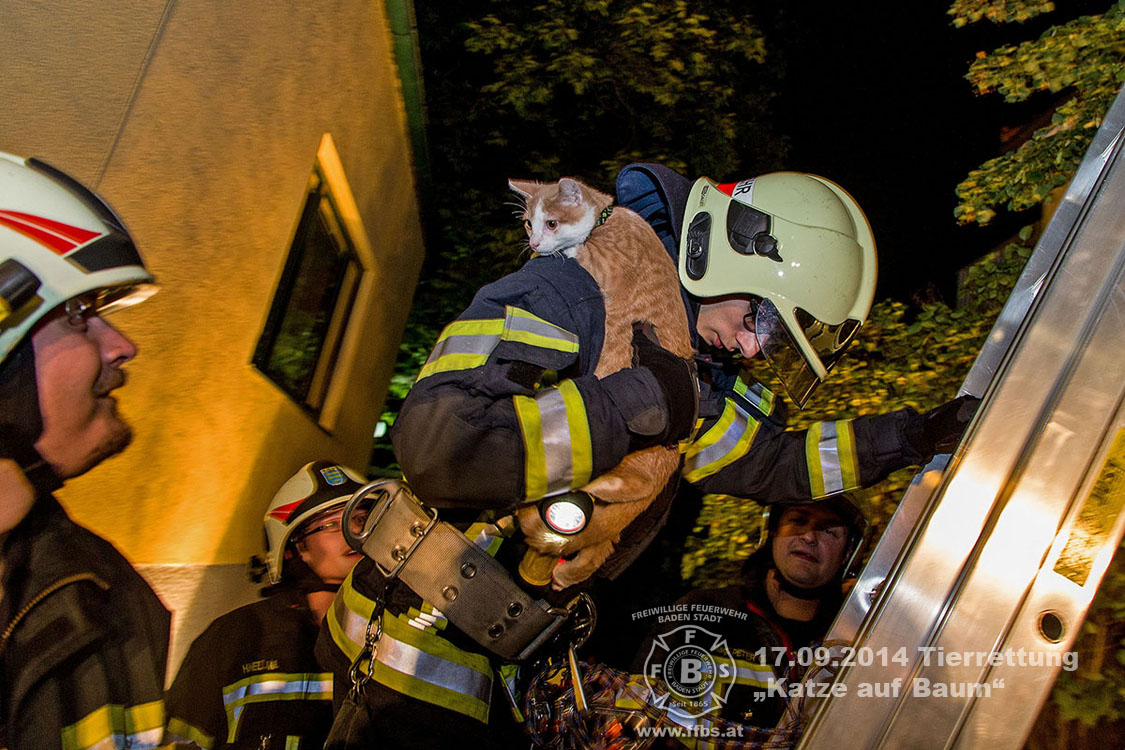 2014.09.17 Tierrettung - Katze auf Baum