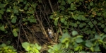 2014.09.17 Tierrettung - Katze auf Baum