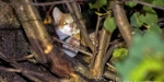 2014.09.17 Tierrettung - Katze auf Baum