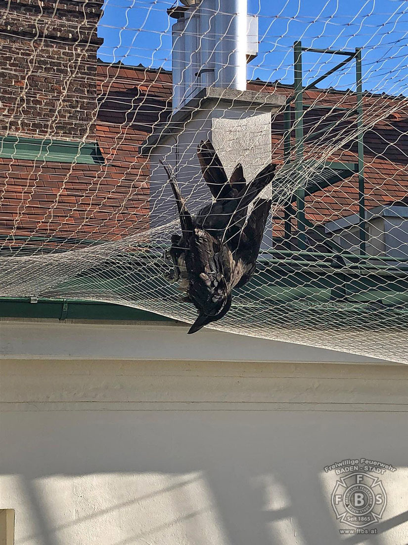 20191218 Tierrettung in der Badener Innenstadt