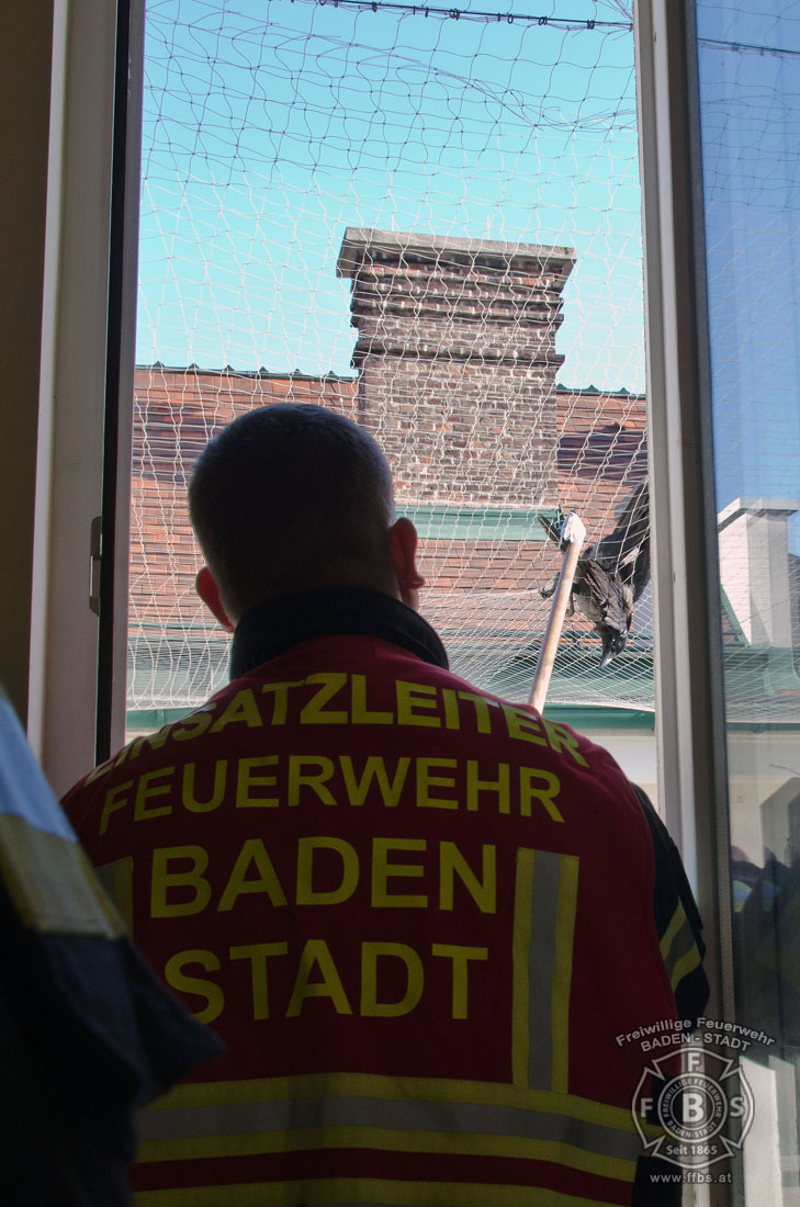 20191218 Tierrettung in der Badener Innenstadt