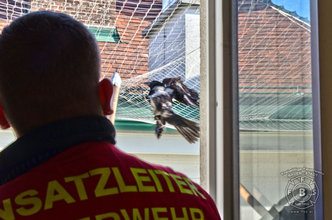 20191218 Tierrettung in der Badener Innenstadt