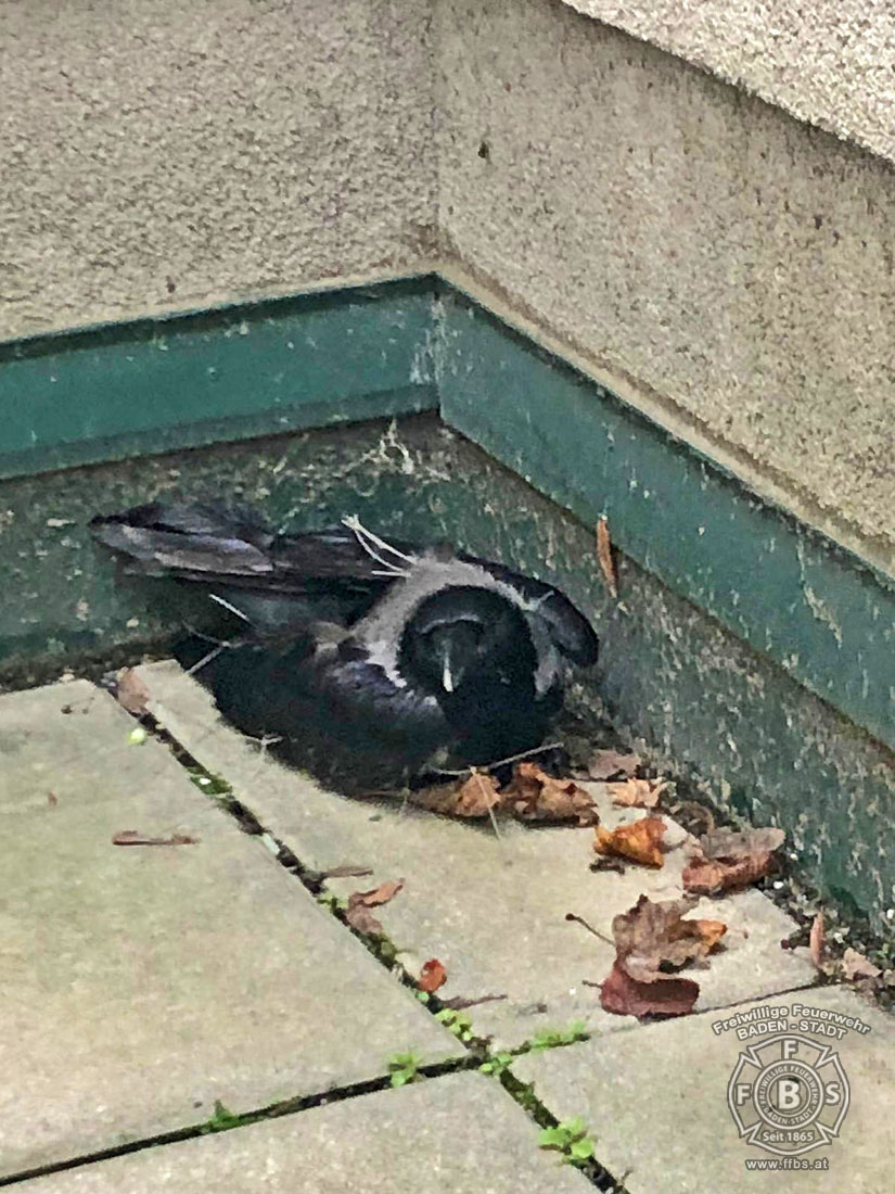 20191218 Tierrettung in der Badener Innenstadt