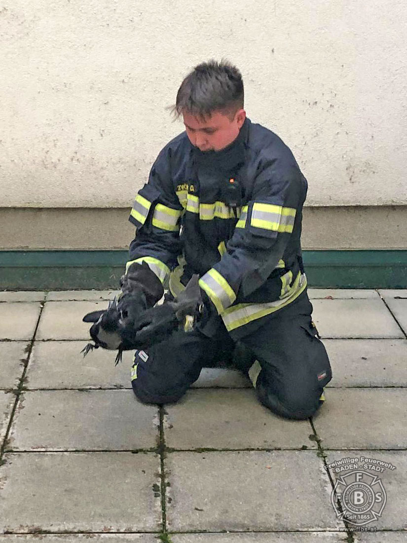 20191218 Tierrettung in der Badener Innenstadt