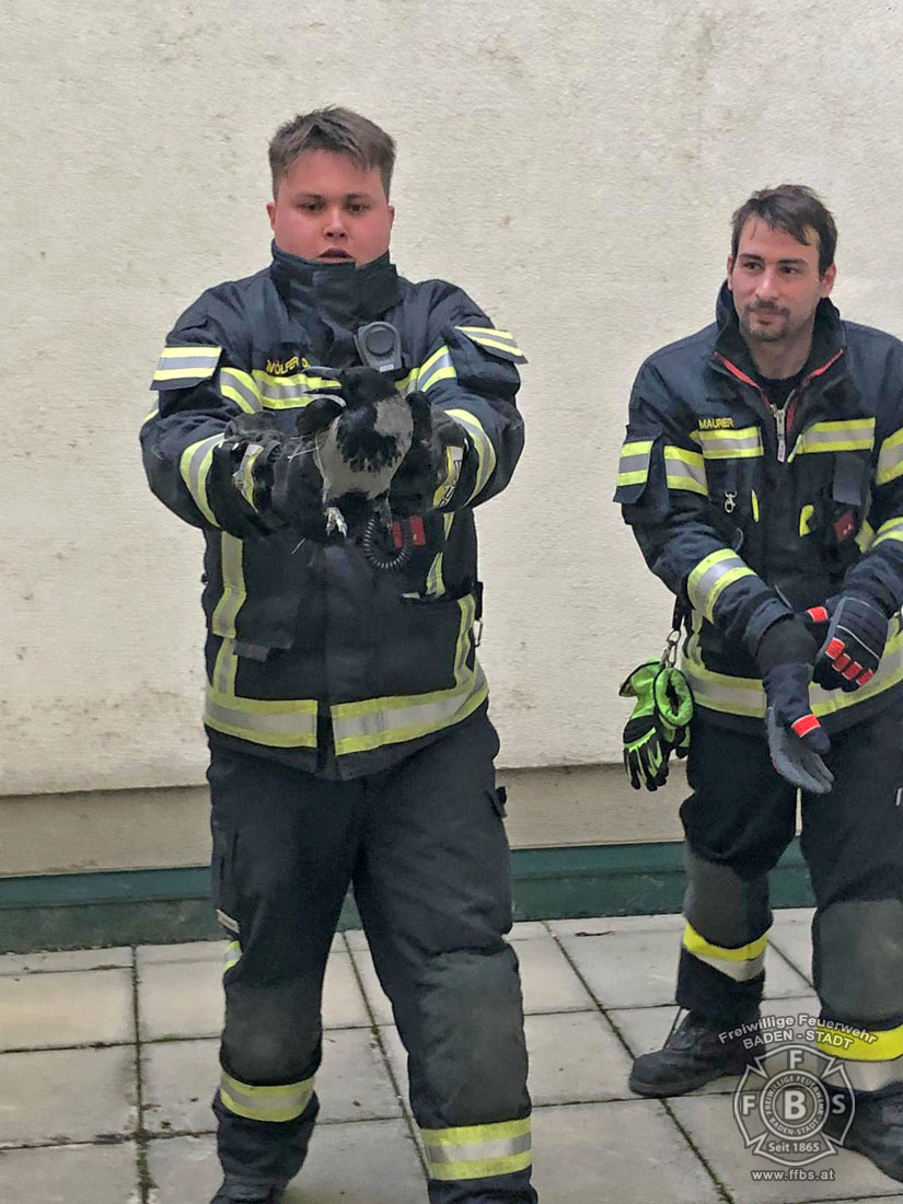 20191218 Tierrettung in der Badener Innenstadt