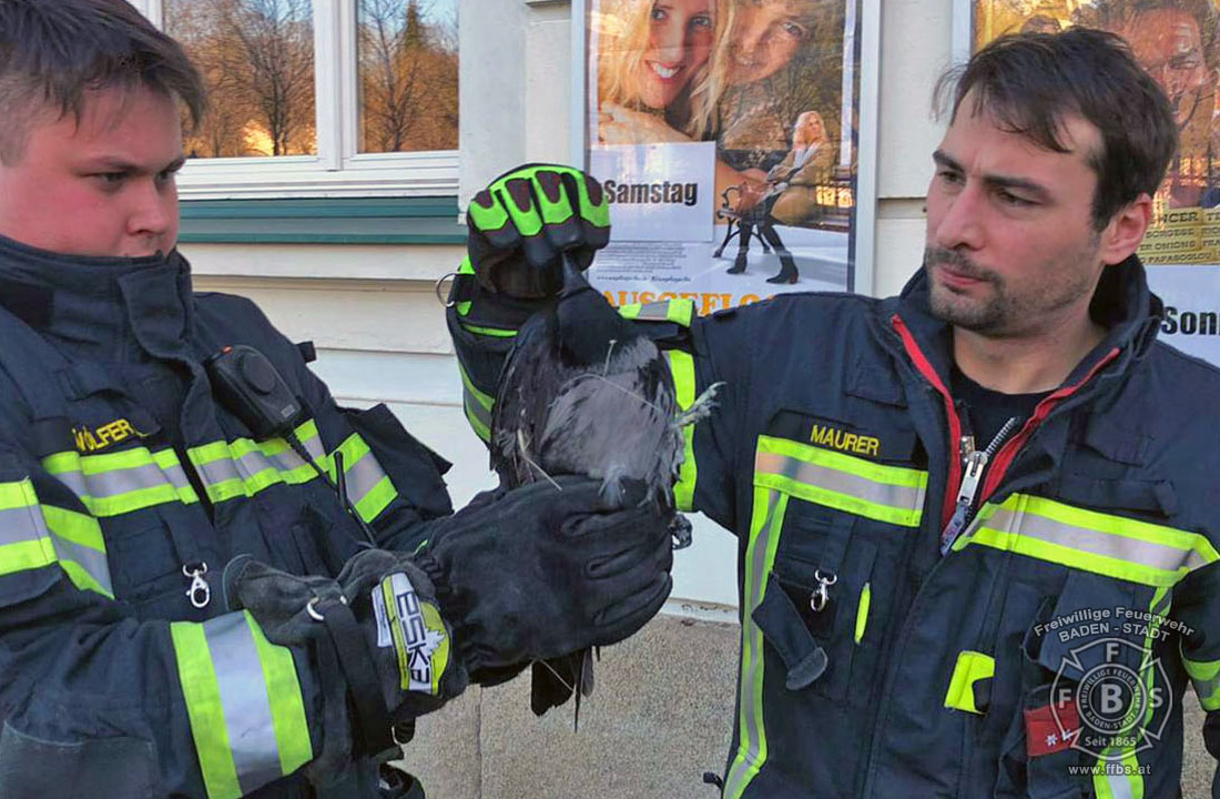 20191218 Tierrettung in der Badener Innenstadt