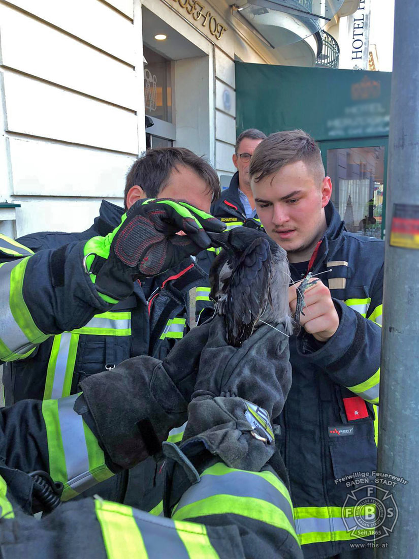 20191218 Tierrettung in der Badener Innenstadt