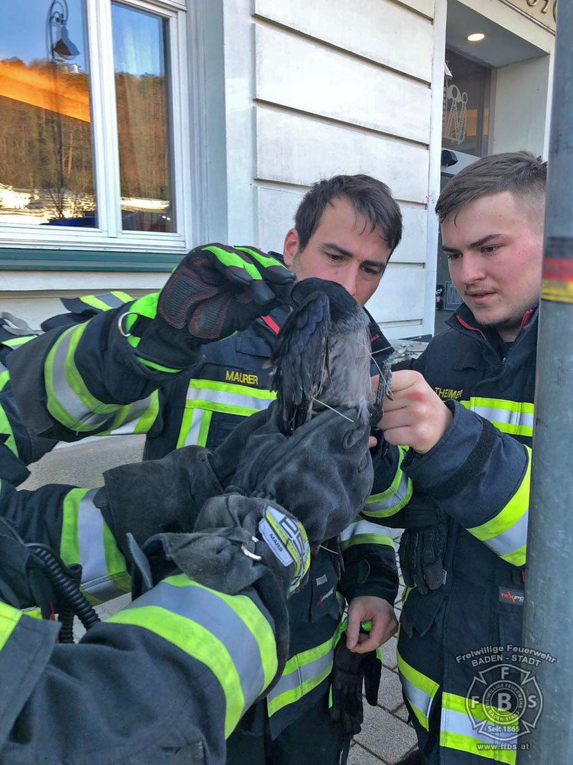 20191218 Tierrettung in der Badener Innenstadt