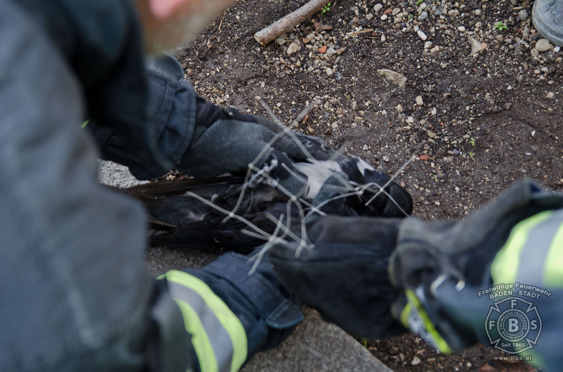 20191218 Tierrettung in der Badener Innenstadt