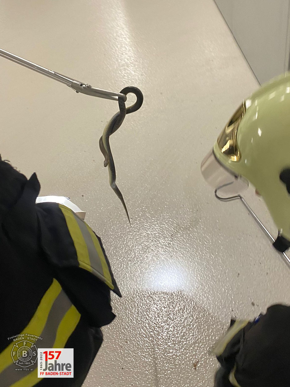 20220522 Tierrettung in Badener Wohnhausanlage - Schlange in Tiefgarage