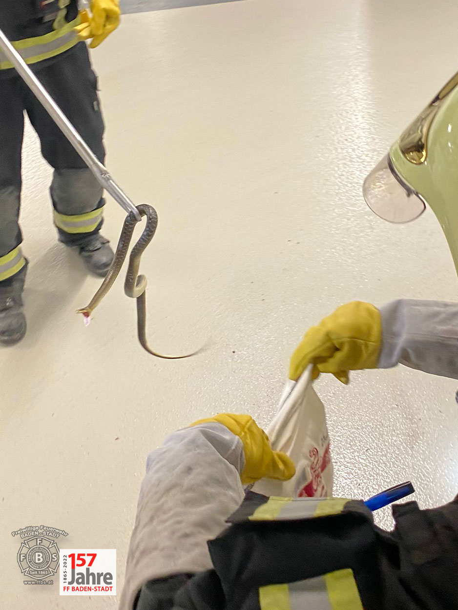 20220522 Tierrettung in Badener Wohnhausanlage - Schlange in Tiefgarage