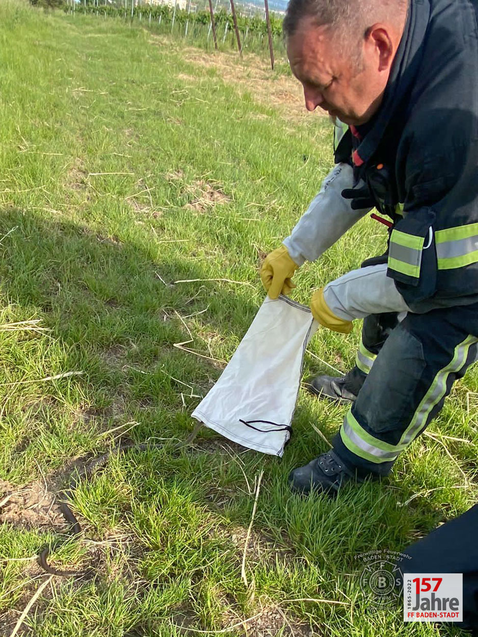 20220522 Tierrettung in Badener Wohnhausanlage - Schlange in Tiefgarage
