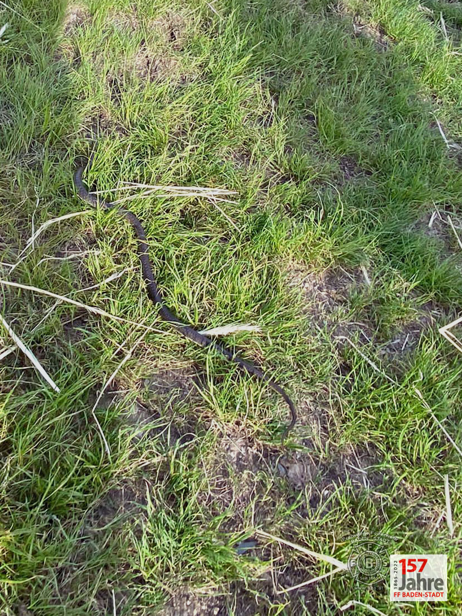 20220522 Tierrettung in Badener Wohnhausanlage - Schlange in Tiefgarage