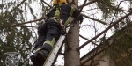 2018_01_07 - Tierrettung Katze Mau-Mau auf Baum - www.ffbs.at