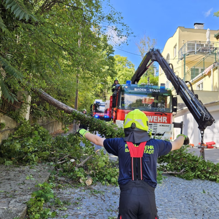 Baum stürzt auf Stromleitung